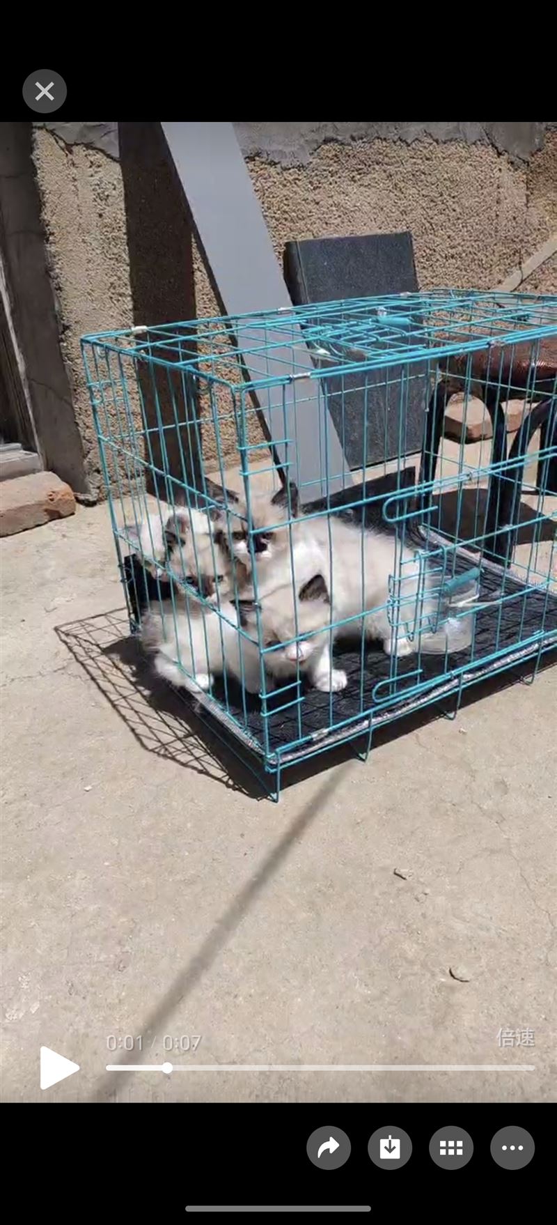 卖猫布偶，缅因银虎