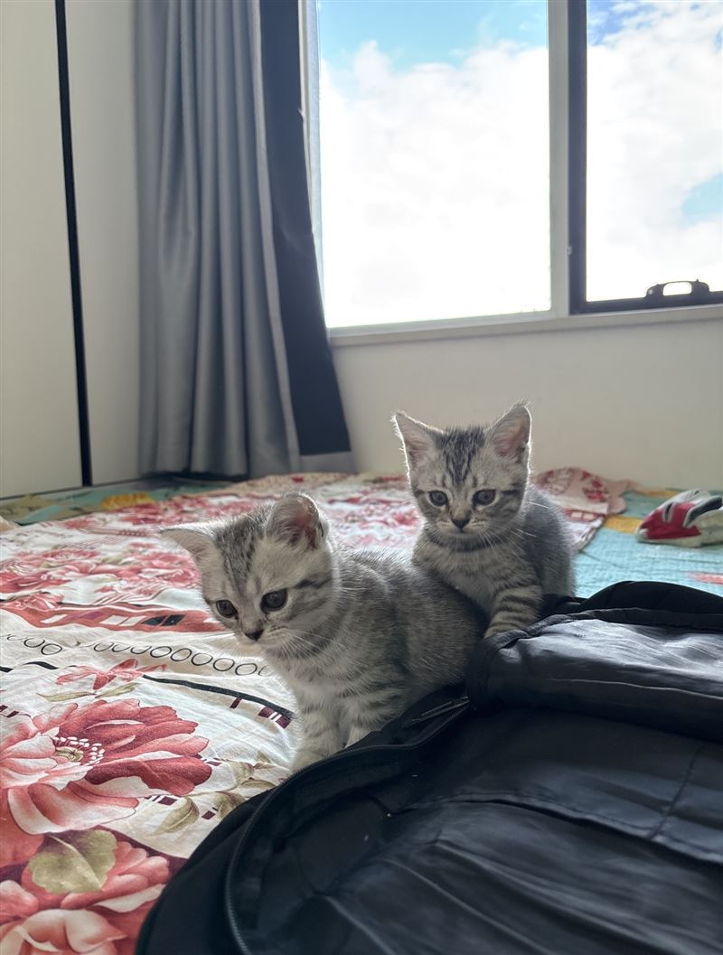 自家猫仔出售