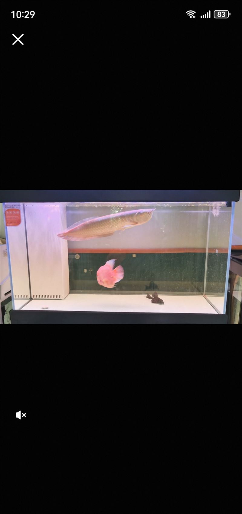 龙鱼和鱼缸新买的打包出售